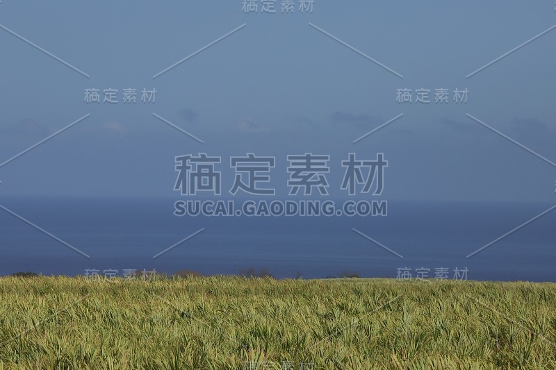 甘蔗种植园，毛里求斯，印度洋，非洲