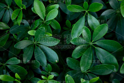 绿色植物
