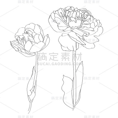 Lily flower drawing line illustration.