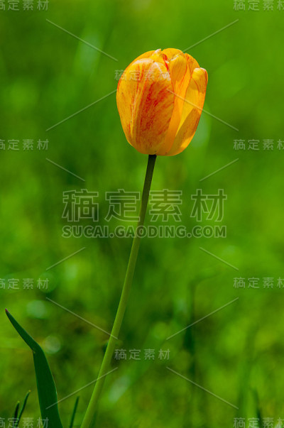 郁金香