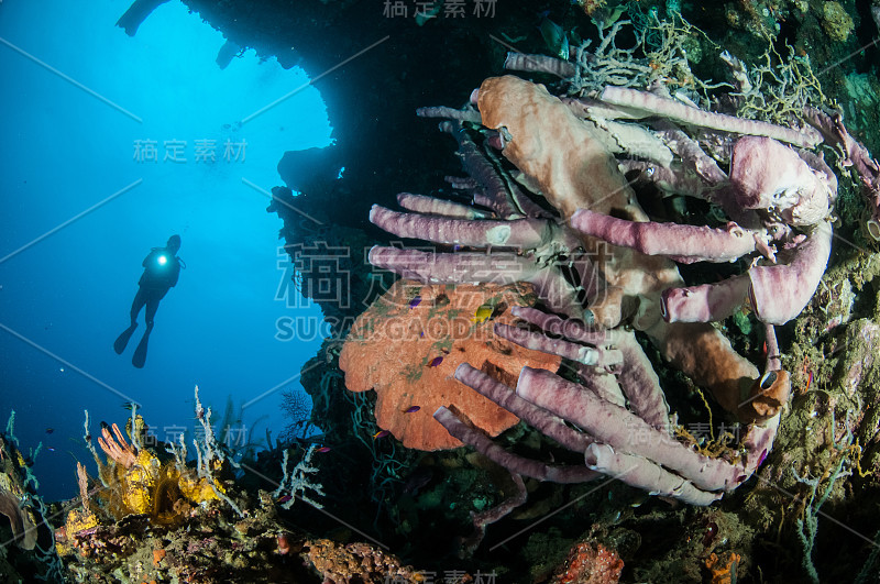 萨尔瓦多达利海绵，Aplysina cauliformis, A. fisformis, Goron