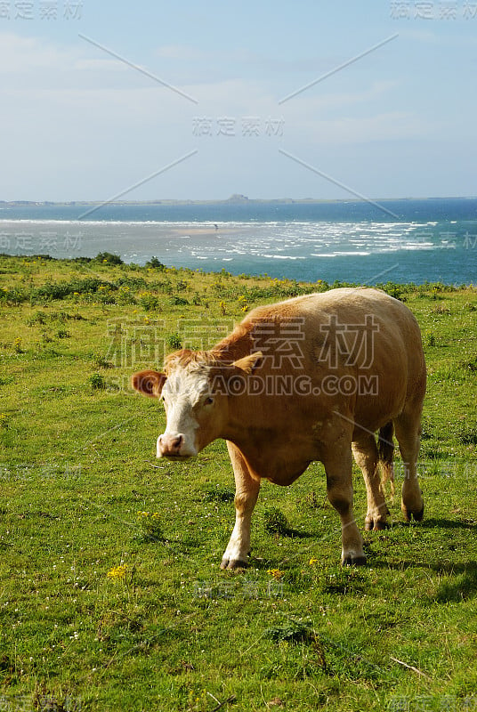 海边的牛