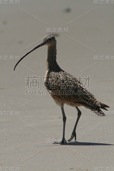 麻鹬