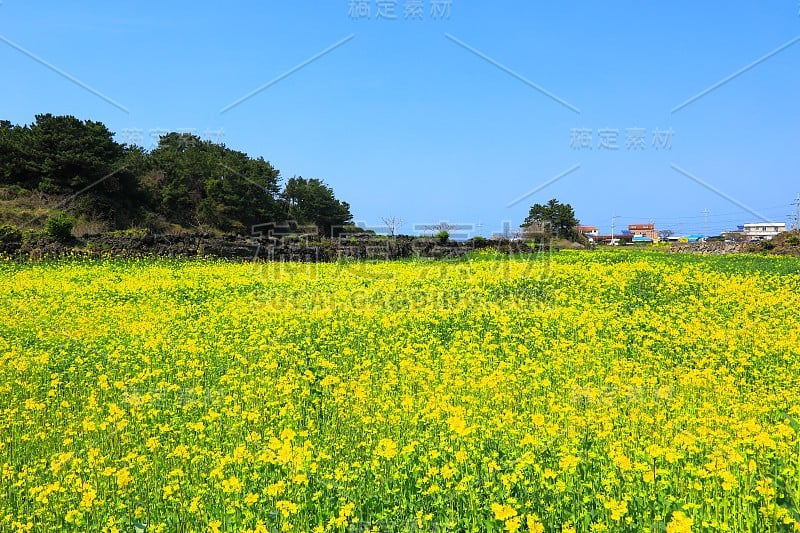 油菜花，田园，春天，山水，农作，田野，