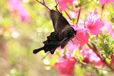 蝴蝶停在白花上