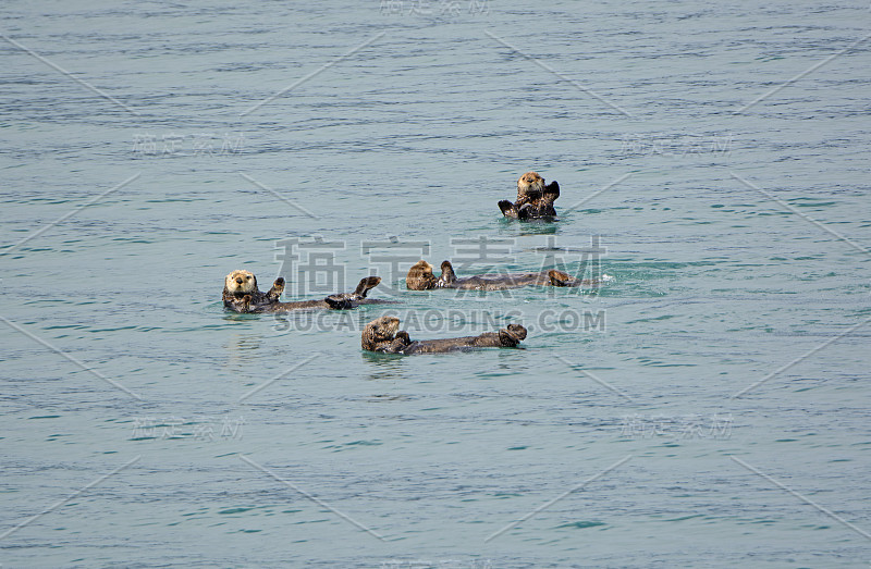 海獭在海里玩耍