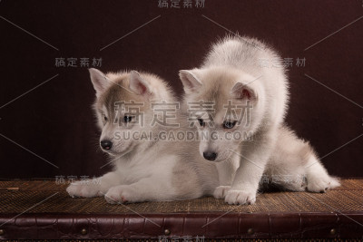 两只可爱的西伯利亚哈士奇小狗