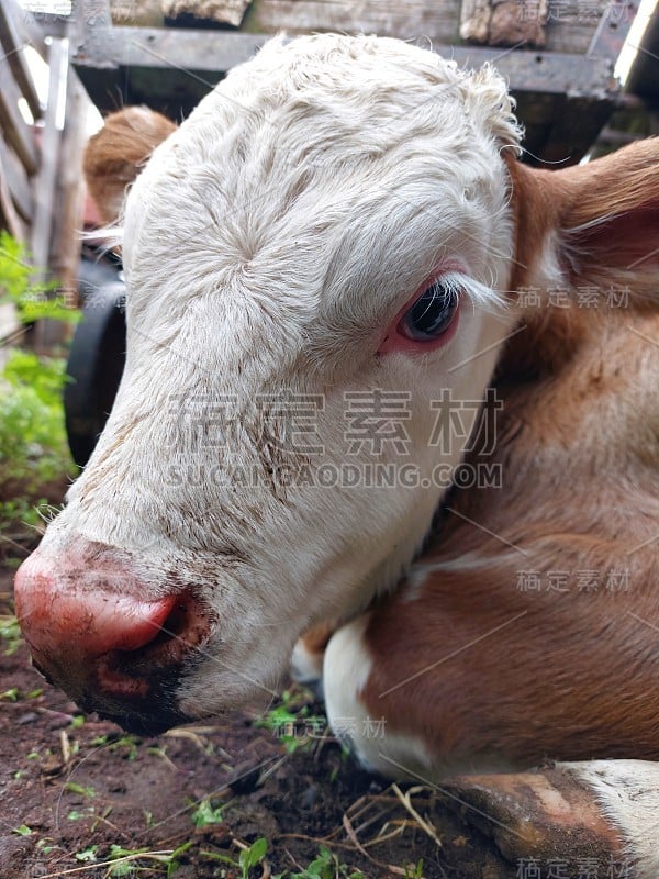 可爱的新生牛犊牛肖像