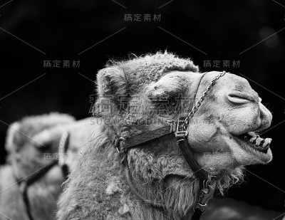 骆驼
