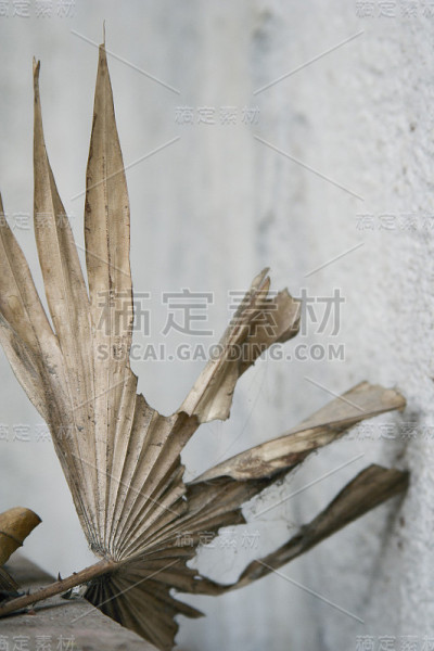 一张干叶子的特写。