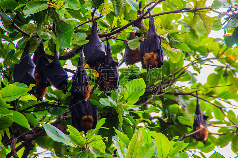 在泰国曼谷的Wat Po，泰国差春骚，用泰语说的Lyle's flying fox, Pteropu