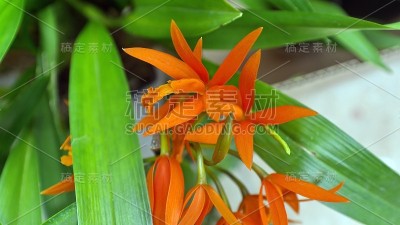 小橙兰花