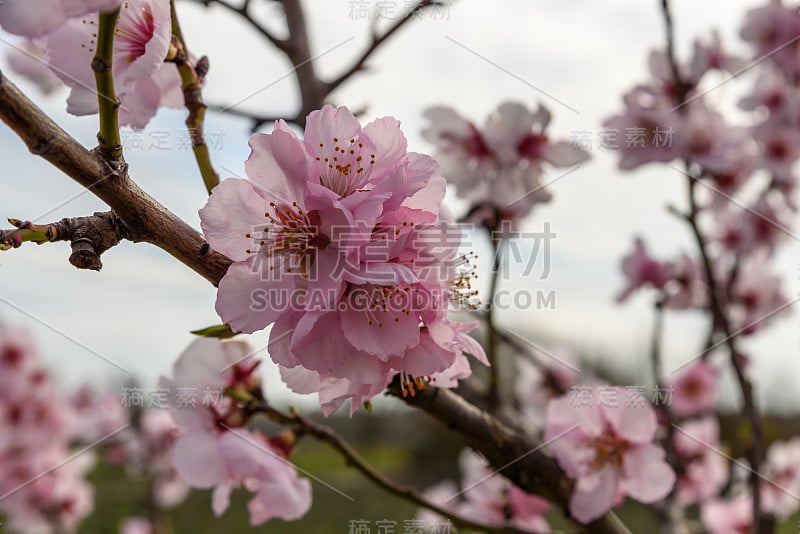 粉红色盛开的杏树德国葡萄酒之路，莱茵兰-普法尔茨，德国