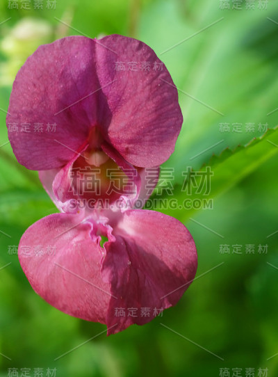森林香脂