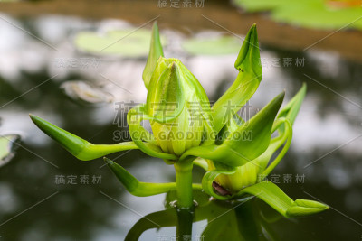 百合花在池塘