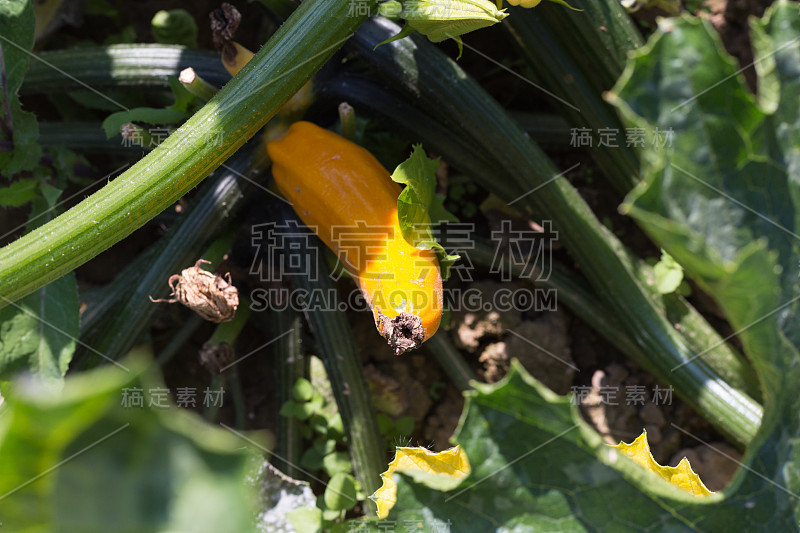 在斯图加特附近的夏季七月，德国南部农舍花园的蔬菜