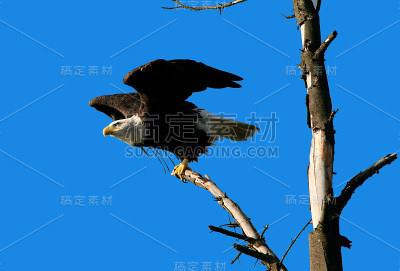 老鹰准备起飞