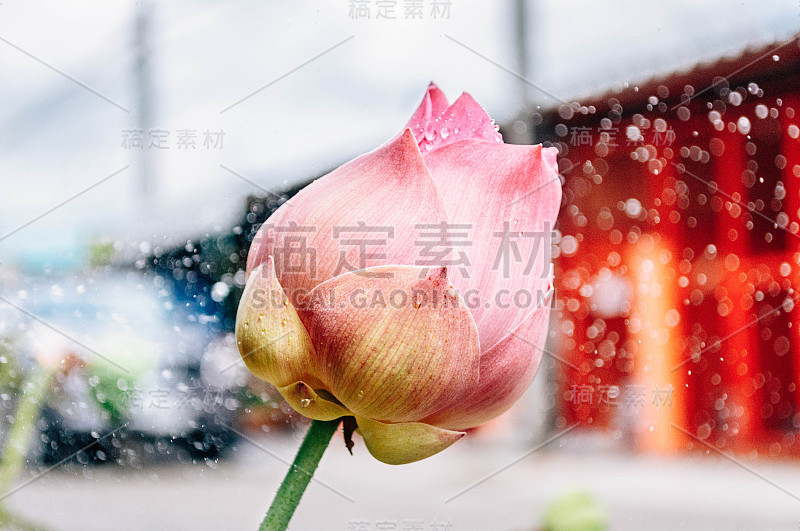 雨中的荷花