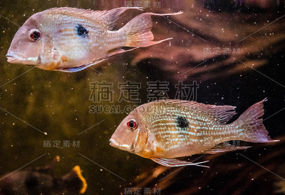 水族馆里的鱼