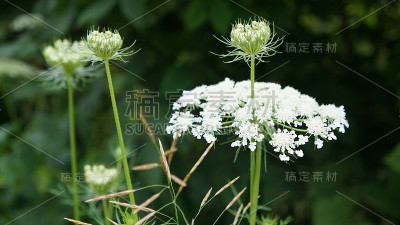 安妮女王的花边(胡萝卜道克斯)