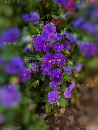 紫色的花