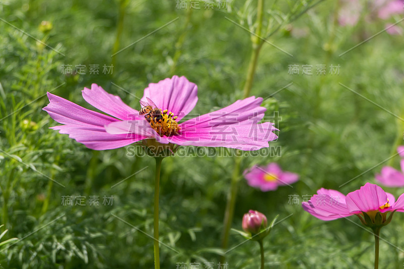 粉红色的宇宙花和蜜蜂与模糊的背景