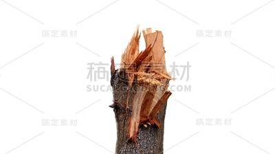 破碎的树