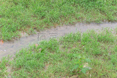 越南北部乡村草地上盛开的野花和绿草的小溪