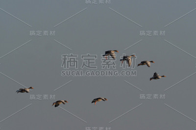 降落七鹅