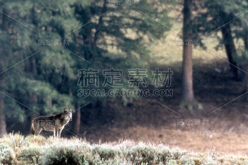 野生灰狼蒙大拿州黄石国家公园