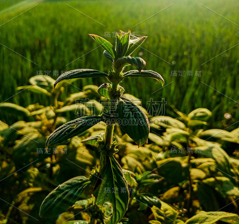 野生植物和阳光