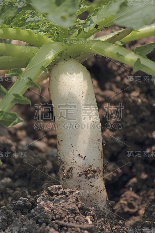 绿色蔬菜白萝卜田间生长，