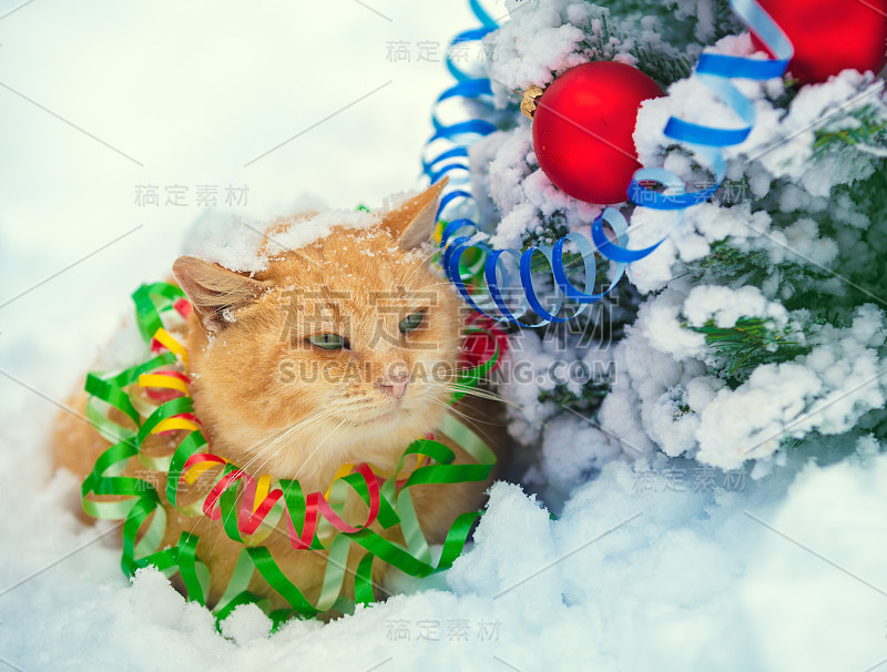 蓝色英国短毛猫的肖像纠缠在五颜六色的流光中。在雪地里散步的猫