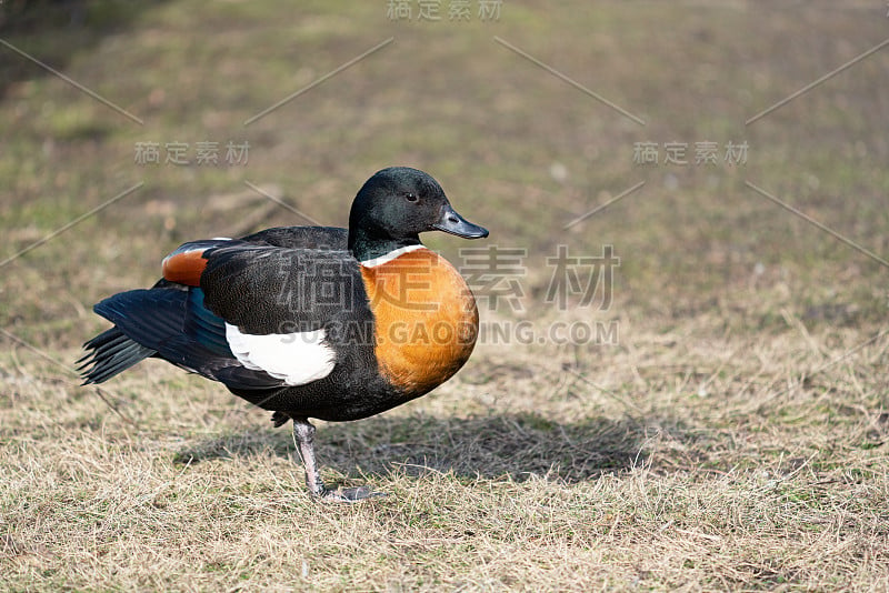 澳洲雪鸭(Tadorna tadornoides)