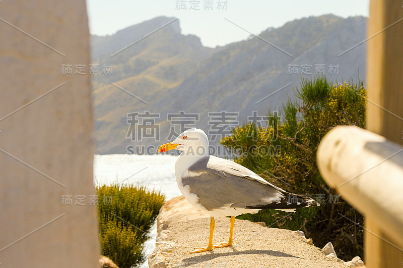 海鸥和海洋