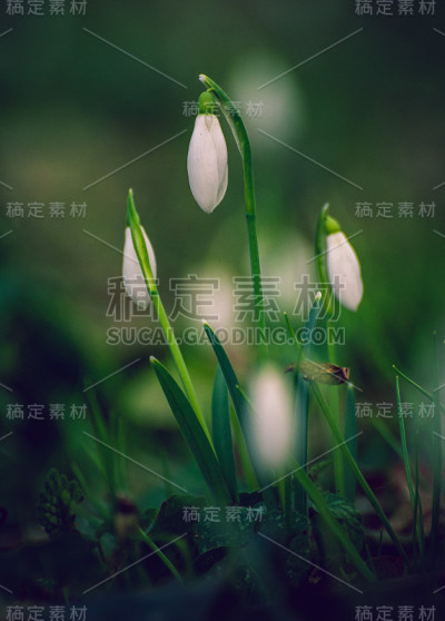 雪花莲