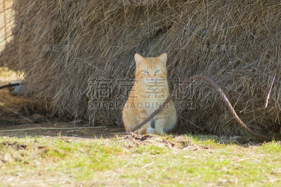 猫