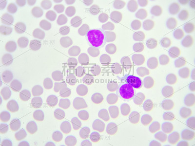 白细胞