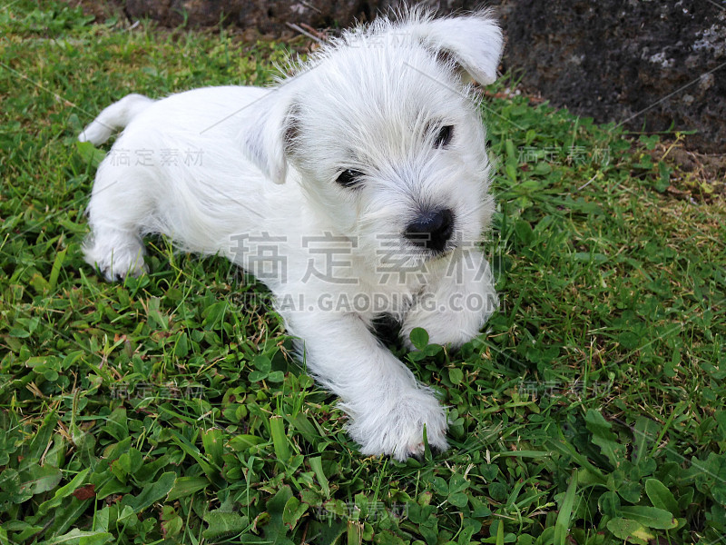 8周大的西部高地白色小猎犬