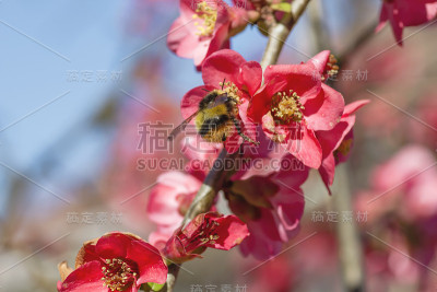 蜜蜂咬了摩尔的温柏