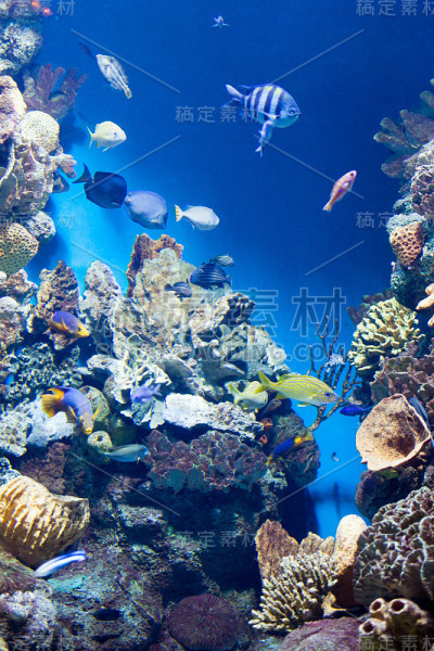 Many various fish
