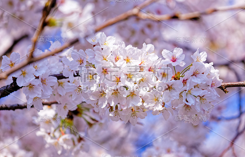 樱花