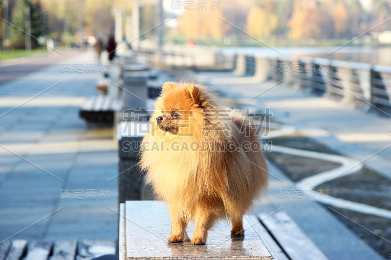 波美拉尼亚的狗。有趣的秋季博美犬。