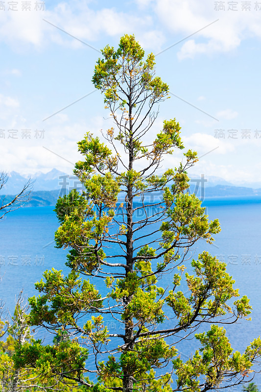 这棵树的背景是纳乌尔瓦皮湖和群山