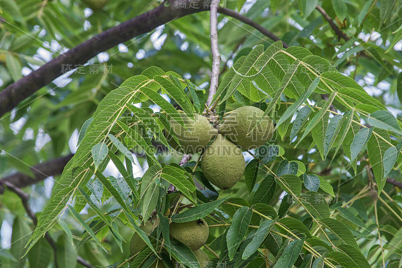 东方黑核桃