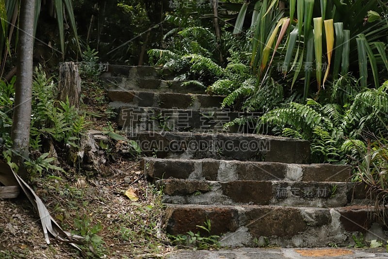 热带植被路径在Chamarel毛里求斯，印度洋，非洲