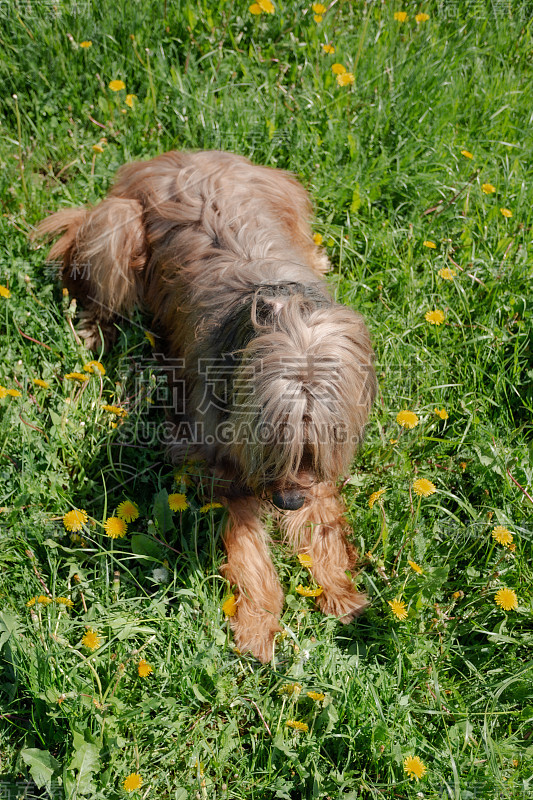 一只红色的牧羊犬，荆棘正在春天的草地上玩耍。