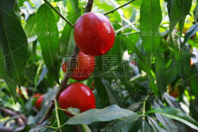 有机桃子在树枝上