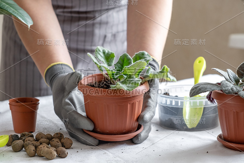 女园丁移植紫罗兰。家居园艺概念，盆栽种花，植物家居装饰