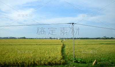 大片黄澄澄的稻田